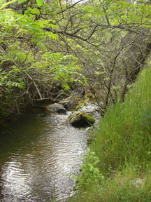 Russian River Tributary